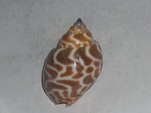 Babylonia spirata awesome - spirata,