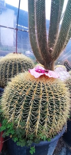 Barrel cactus piante grasse - barrel,