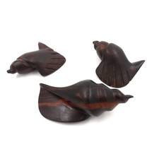 Conchiglie mare Ironwood 3