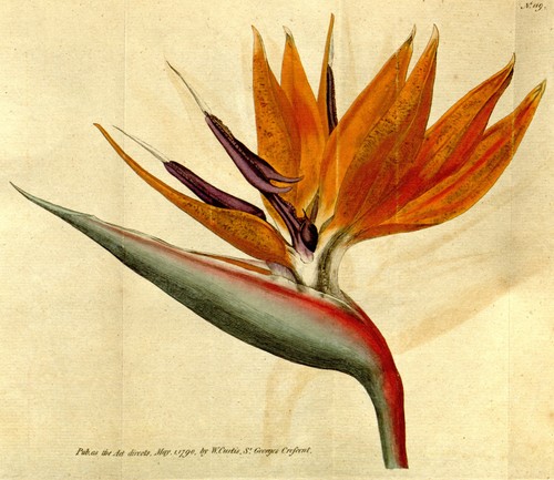 Strelitzia reginae