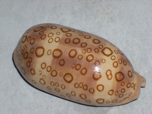Cypraea argus rariocellata - cypraea,