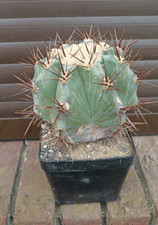 Echinocactus platyacanthus - echinocactus,