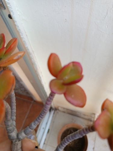 Crassula ovata crosby - ovata,