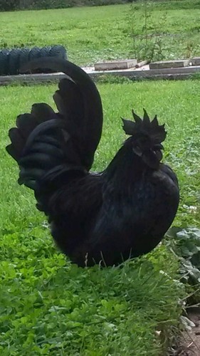 Uova feconde cemani purezza - 10,