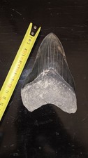 Dente Di Megalodonte 13