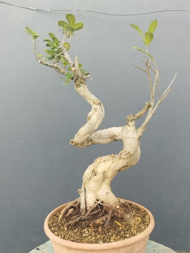 Pre bonsai ficus retusa - pre-bonsai,