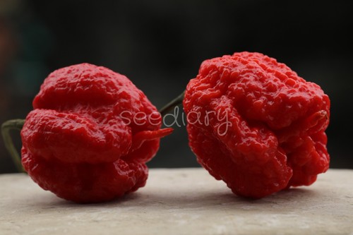 Peperoncino carolina reaper - peperoncino,
