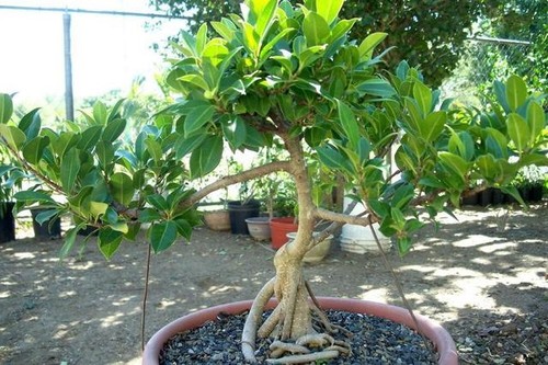 Fico strangler bansai ficus - strangler,