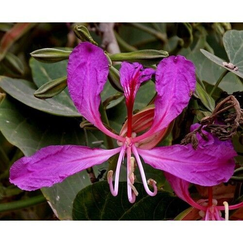 Semi bauhinia purpurea - 5,