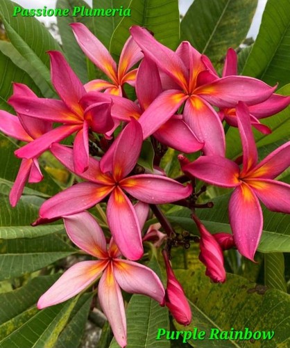 Talea plumeria - plumeria, (plumeria