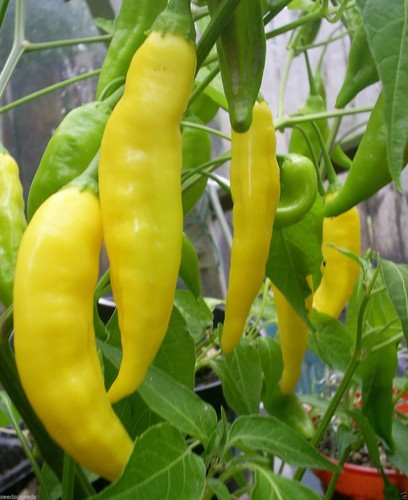 Semi peperoncino chili - 30,