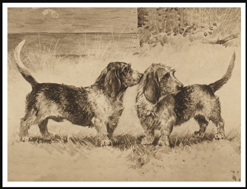Petit basset griffon vendeen - petit,
