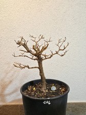bonsai prebonsai melograno