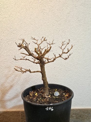 Bonsai prebonsai melograno - bonsai,