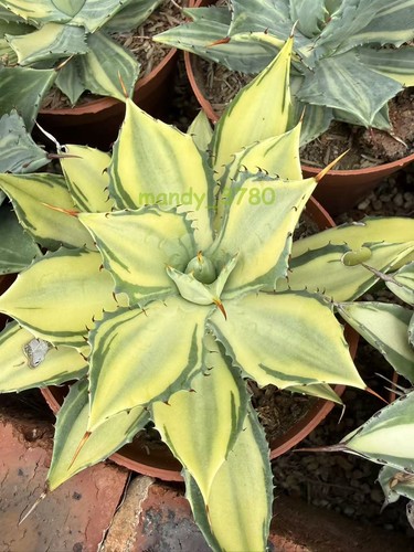 Rara pianta succulenta - succulenta, agave