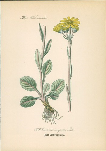 Chromolithographie - ,