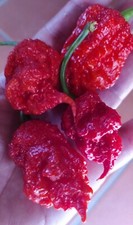 CAROLINA REAPER 20 SEMI DI