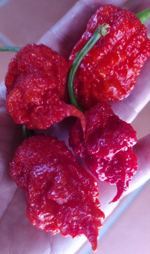 Carolina reaper semi di - carolina,