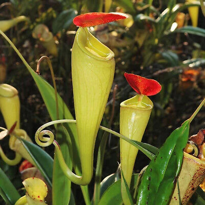 Nepenthes madagascariensis - nepenthes,