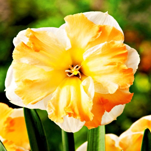 Narcisi bulbi fiori cipolle - bulbi, di