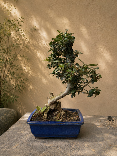Bonsai olivastro oliv silv - bonsai,