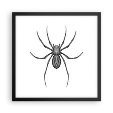 Poster 40x40cm Ragno Insetto