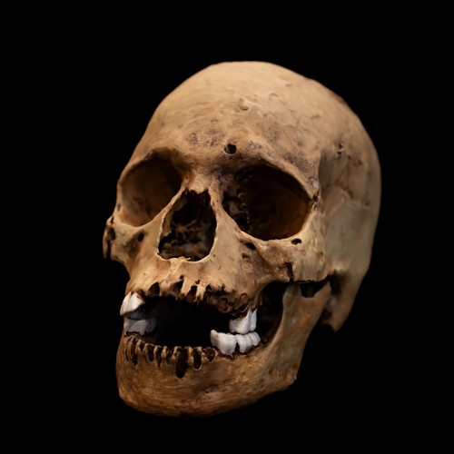 Lifesize human skull replica - human,