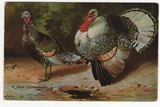 Cartolina Animali, Tacchino e Gallina