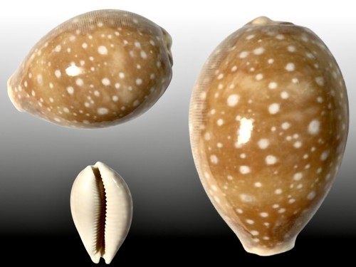 Cypraea vitellus bohol - cypraea,