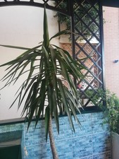 Pianta tronchetto della - tronchetto,