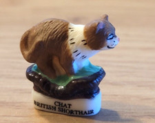 Fava - Gatto British Shorthair