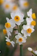 Bulbi Narciso Tazetta, Fiore primaverile, 