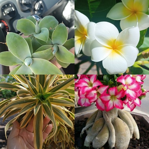 Agave attenuata 1 - attenuata,,