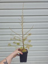 American Larch Bonsai