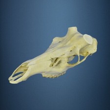 234SKU Teschio di cervo