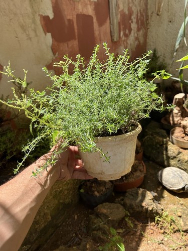 Bonsai timo pianta adulta - timo,,
