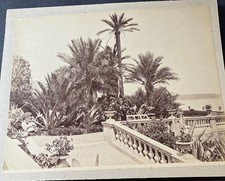 fotografia albumina di Alfred Noack 1833-1895 piante tropicali a Montecarlo.