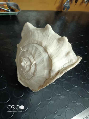 Conchiglia marina naturale - conchiglia,