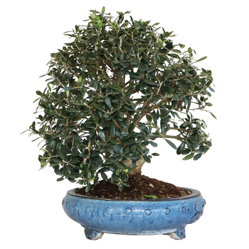 Bonsai olivo olea - di,