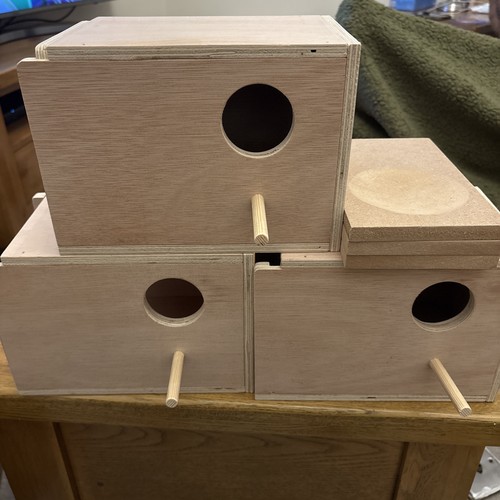 Budgie nesting allevamento - nesting,