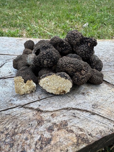 Tartufo nero estivo intero 200 - nero,