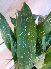 Aspidistra Milky Way , variegata