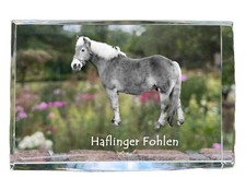 Haflinger fohlen collana - -,