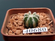 Aztekium hintonii /40680/ D 15