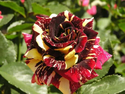 Semi rosa abracadabra - semi, +