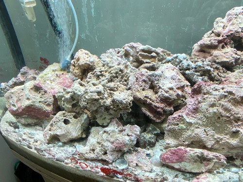 Rocce vive per acquario - , marino