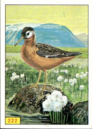 Figurina uccelli panini - figurina, ed.panini