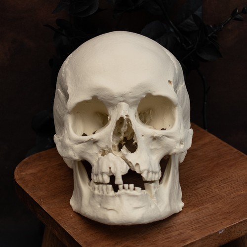 Human skull replica life - skull,