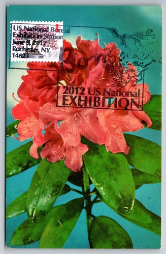 4622 bonsai azalea maxi - di,