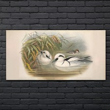 Birds Wild Animals Drawing
